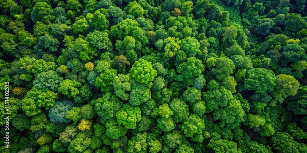 Aerial view of lush green forest canopy , trees, aerial, top view, nature, green, forest, foliage, environment Aerial view of lush green forest canopy , trees, aerial, top view, nature, green, forest, foliage, environment
