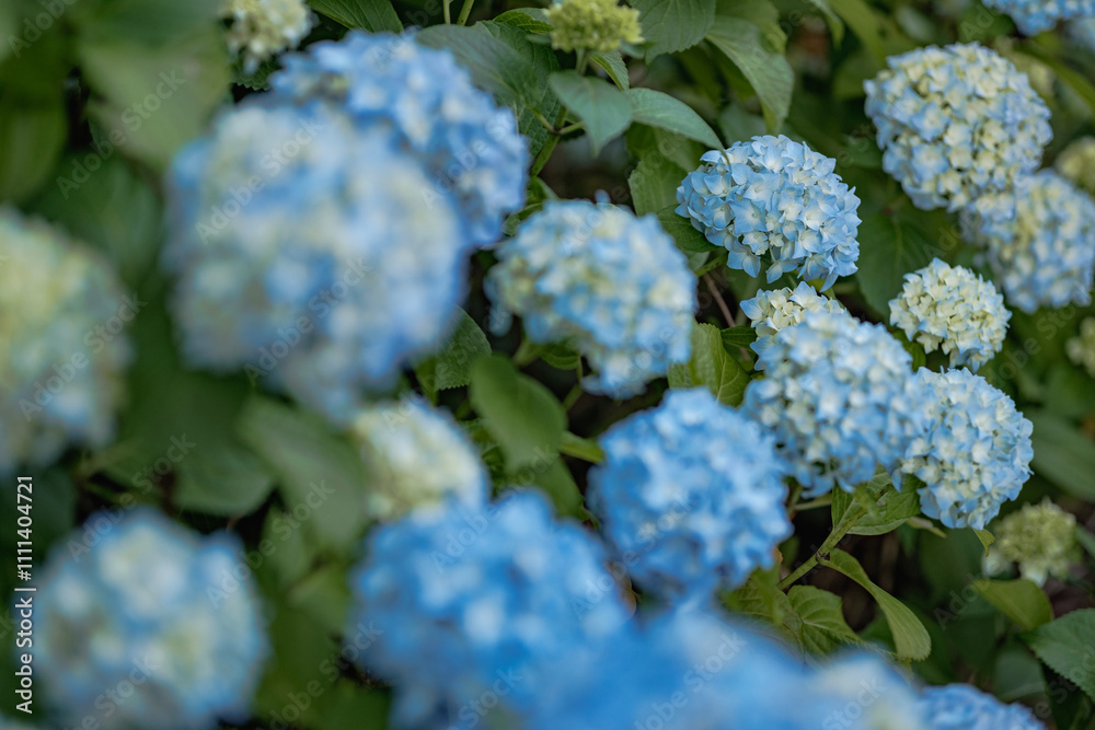 Blooming Blue Hydrangeas under Tall Green Trees in Christchurch, New Zealand Blooming Blue Hydrangeas under Tall Green Trees in Christchurch, New Zealand