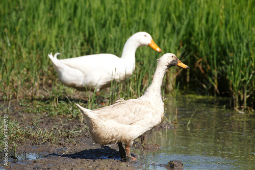 Cute white duck looking for food on wet mud soil land in the rice file at farm countryside. Healthy domesticated duck bird in farm village at breeding season. photo