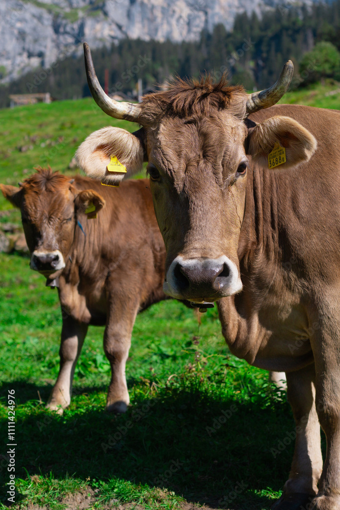 Cow with horns in grassy pasture. Cow in the countryside. Cows graze on summer meadow. Rural landscapes with cows. Cows in a pasture. Cattle cow grazing on farmland. Grazing Cows in a Meadow with Cow with horns in grassy pasture. Cow in the countryside. Cows graze on summer meadow. Rural landscapes with cows. Cows in a pasture. Cattle cow grazing on farmland. Grazing Cows in a Meadow with