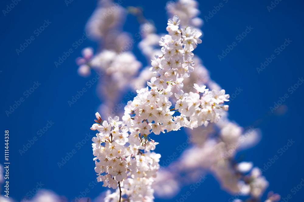 Spring cherry blossom with blue sky background. White cherry flowers on spring time. Close up photo of white blossoming cherry tree branch. White flowers of the cherry blossoms on a spring day. Spring cherry blossom with blue sky background. White cherry flowers on spring time. Close up photo of white blossoming cherry tree branch. White flowers of the cherry blossoms on a spring day.