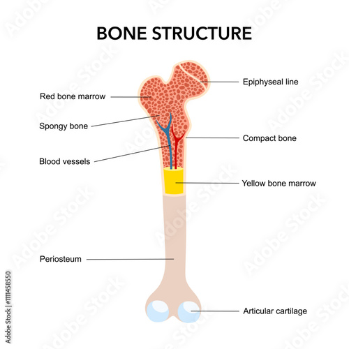 Bone structure biology educational poster design. Scheme of human bone anatomy in flat design vector illustration on white background.
