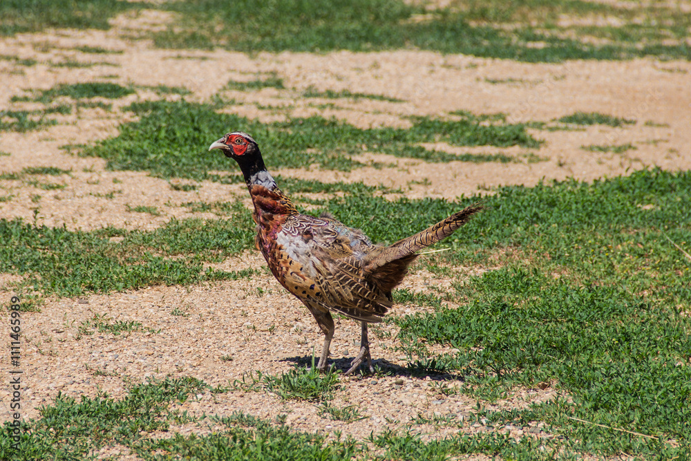 Fototapeta premium ring necked pheasant
