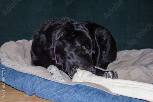 black dog chewing on a rawhide bone