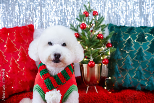 Adorable white Poodle dog wearing Christmas dress sitting on red cloth with Christmas pillows and tree for Christmas holiday festival.