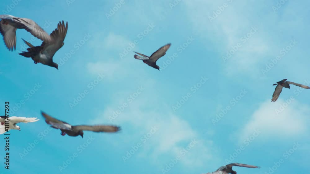 Pigeons in Flight Pigeons in Flight