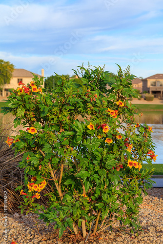 Blooming sparky orange-red Tecoma at Dos Lagos northern lake in Arizona in late Autumn