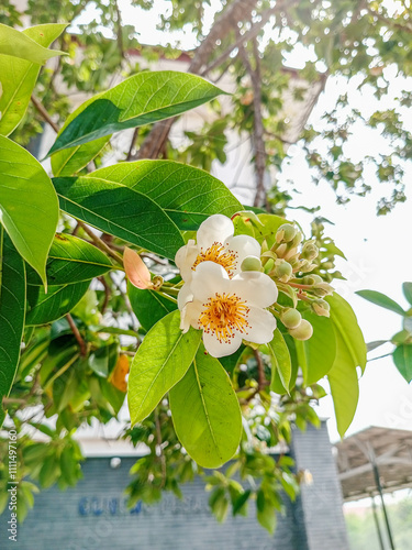 Close up of Schima wallichii flower, also known as needlewood or the cleyera tree.  photo