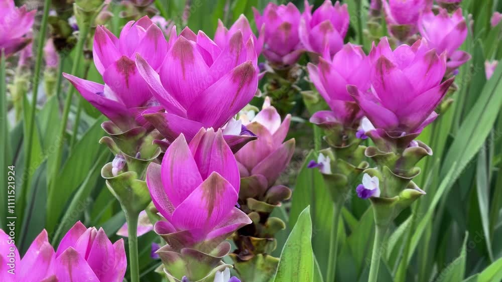 pink siam tulip flowers in the garden pink siam tulip flowers in the garden