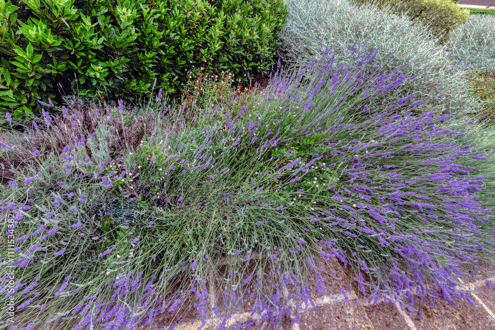 Vibrant lavender plants in full bloom alongside greenery in a sunny garden setting near a walkway