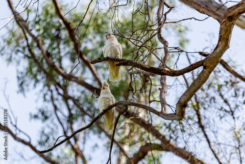 A flock of Little corella (Cacatua (Licmetis) sanguinea) on Eucalyptus Branches, Victoria, Australia photo