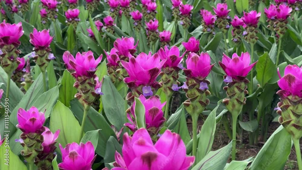 pink siam tulip flowers in the garden pink siam tulip flowers in the garden