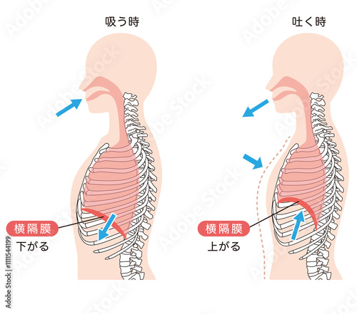 呼吸の仕組み　横隔膜　呼吸筋 photo