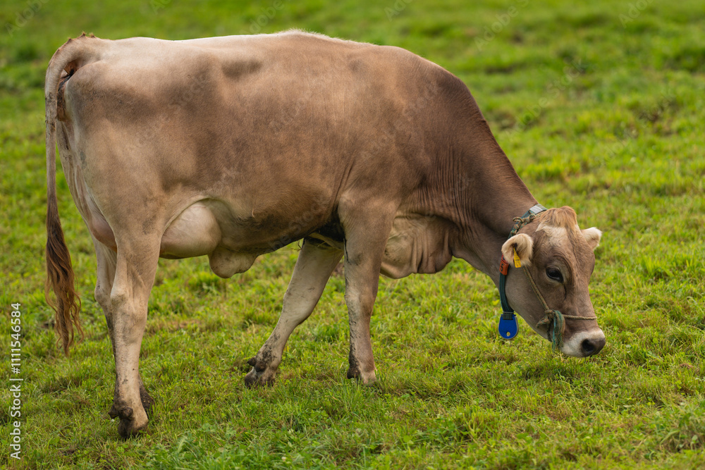 Cows on green grass in summer. A herd of cows grazing on green pastures in Swiss Alps. Farming and livestock. Grazing cow. Hereford cow at summer green field. Cow herd. Cows on farmland. Milk farm. Cows on green grass in summer. A herd of cows grazing on green pastures in Swiss Alps. Farming and livestock. Grazing cow. Hereford cow at summer green field. Cow herd. Cows on farmland. Milk farm.