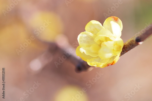 春を告げるロウバイの花 photo