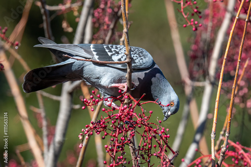 Rock pigeon feeds on Chinese Pistache Tree berries photo