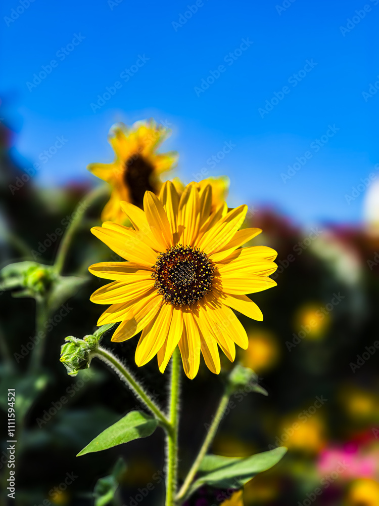 Obraz premium sunflower on blue sky background