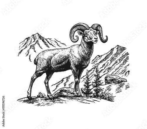 big horn ovis sheep engraving black and white outline