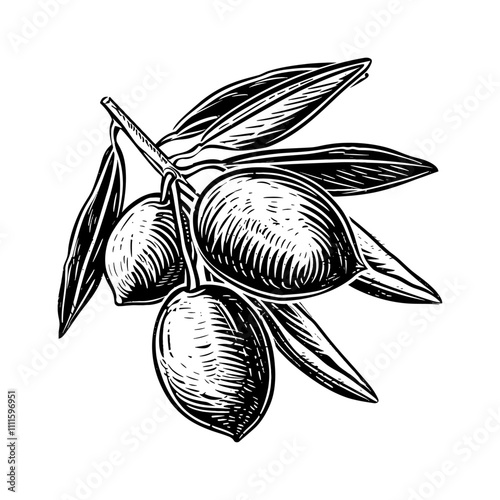 olive fruit engraving black and white outline