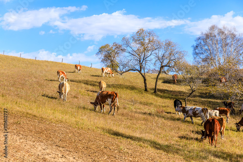 Cows grazing in meadow. Beautiful grassland pasture nature landscape in Inner Mongolia, China. Autumn scenery.