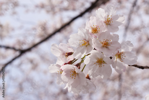 桜