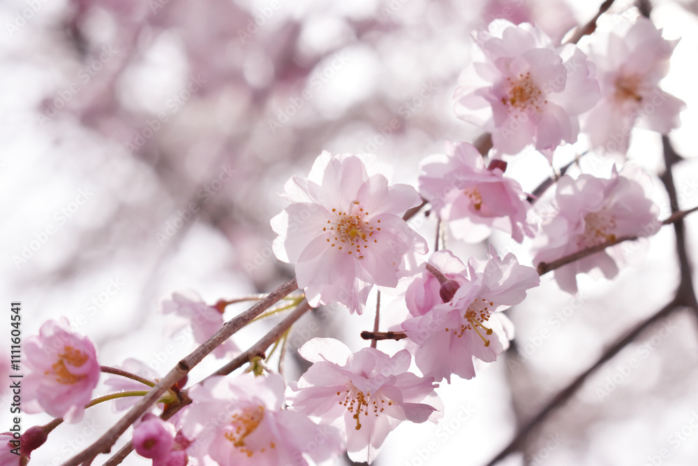 桜 桜
