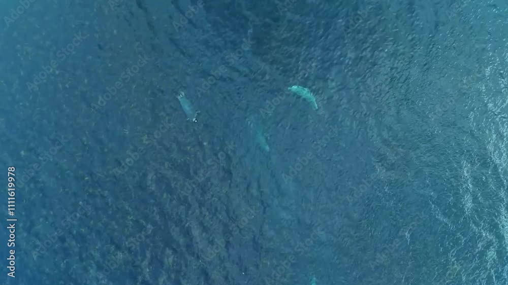 Pod of dolphins swimming in ocean Pod of dolphins swimming in ocean