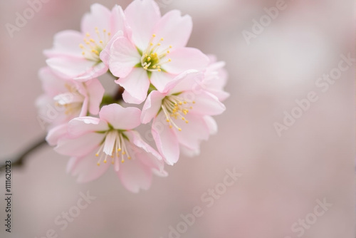 Delicate pink cherry blossoms in full bloom, creating a breathtaking display of nature's beauty.