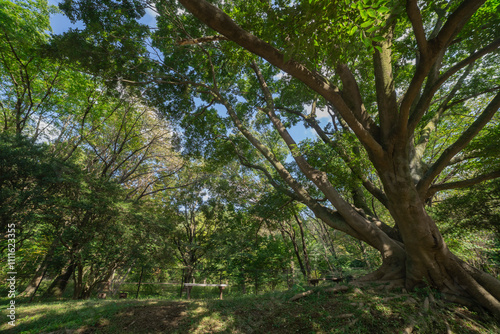 A big Muku tree at the public park in Tokyo wide shot photo