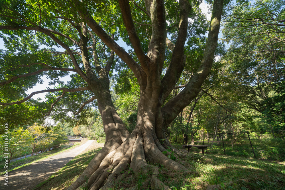 Obraz premium A big Muku tree at the public park in Tokyo wide shot