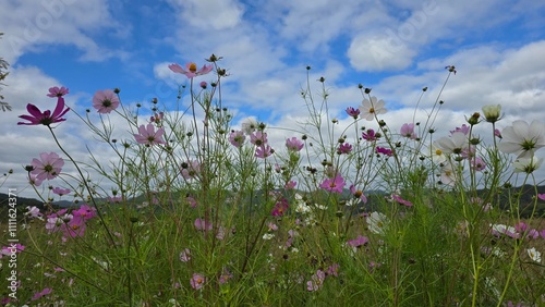 Beautiful cosmos flowers showing off their brilliance with the clouds photo