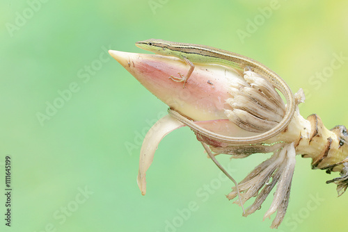 A long-tailed grass lizard hunts for prey in a wild banana flower. This long-tailed reptile has the scientific name Takydromus sexlineatus. photo