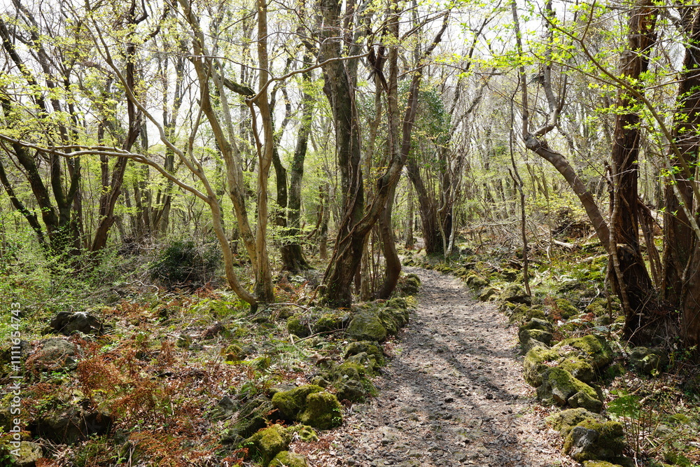 refreshing spring path in the delightful sunlight refreshing spring path in the delightful sunlight