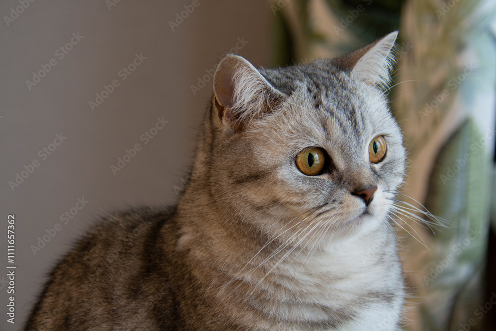 Beautiful grey British cat with amber eyes. Close-up of the muzzle. Beautiful grey British cat with amber eyes. Close-up of the muzzle.