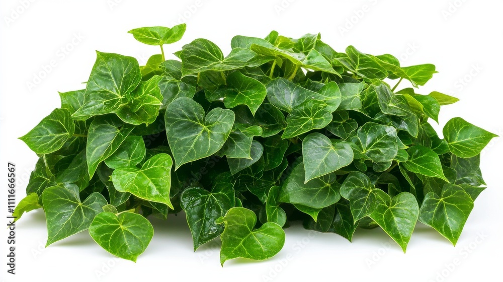 Green leaves Javanese treebine or Grape ivy (Cissus spp.) jungle vine hanging ivy plant bush isolated on white background with clipping path. Green leaves Javanese treebine or Grape ivy (Cissus spp.) jungle vine hanging ivy plant bush isolated on white background with clipping path.