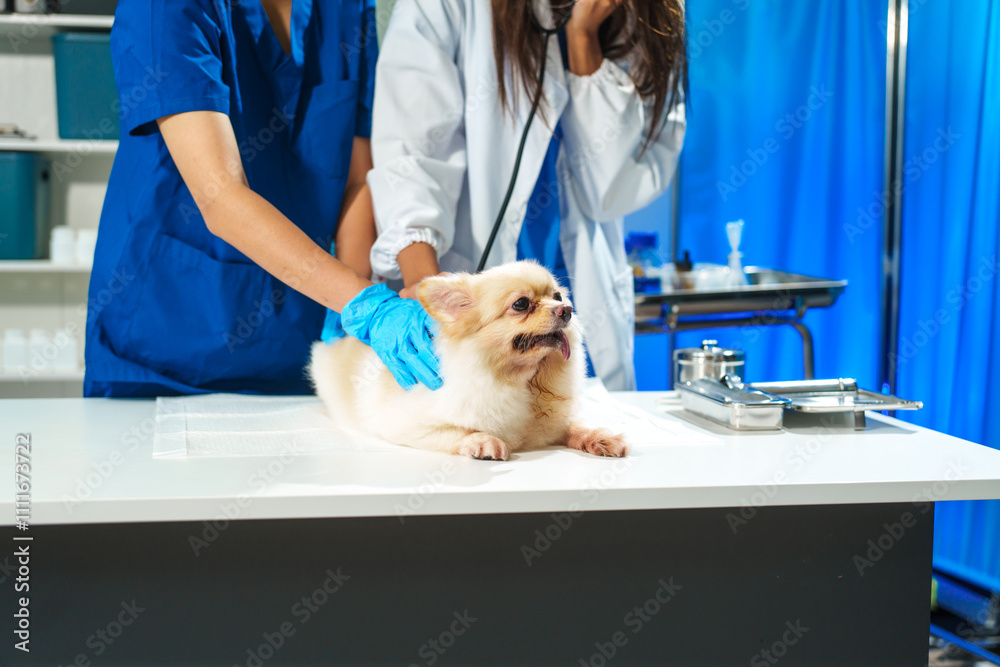 Two female veterinarians are working at an animal hospital. They are examining dogs to diagnose diseases. A small dog is being checked by one veterinarian at the clinic Two female veterinarians are working at an animal hospital. They are examining dogs to diagnose diseases. A small dog is being checked by one veterinarian at the clinic