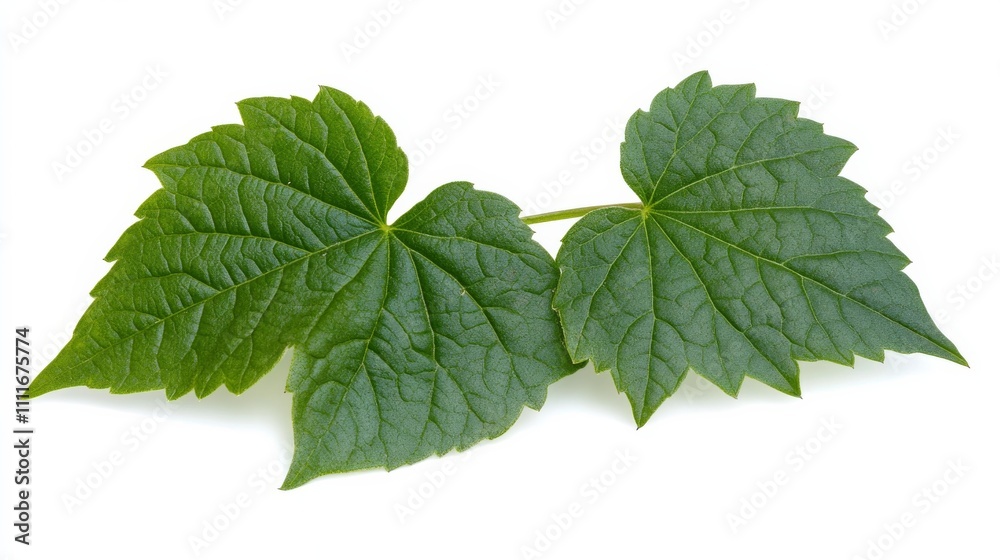 Bush grape or three-leaved wild vine cayratia (Cayratia trifolia) liana ivy plant bush, nature frame jungle border isolated on white background, clipping path included. Bush grape or three-leaved wild vine cayratia (Cayratia trifolia) liana ivy plant bush, nature frame jungle border isolated on white background, clipping path included.