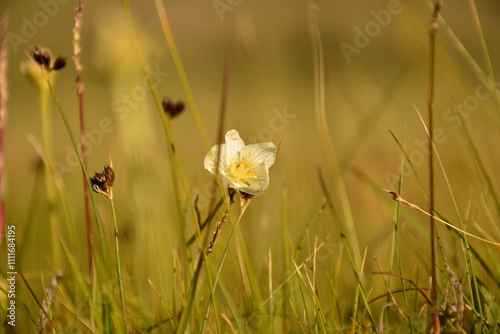 Natural flowers in Altai mountains