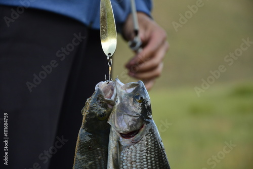 a fresh river fish in Mongolia