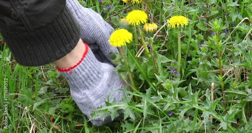 Farmer fighting weed in simple way, uprooting dandelions in garden with hands