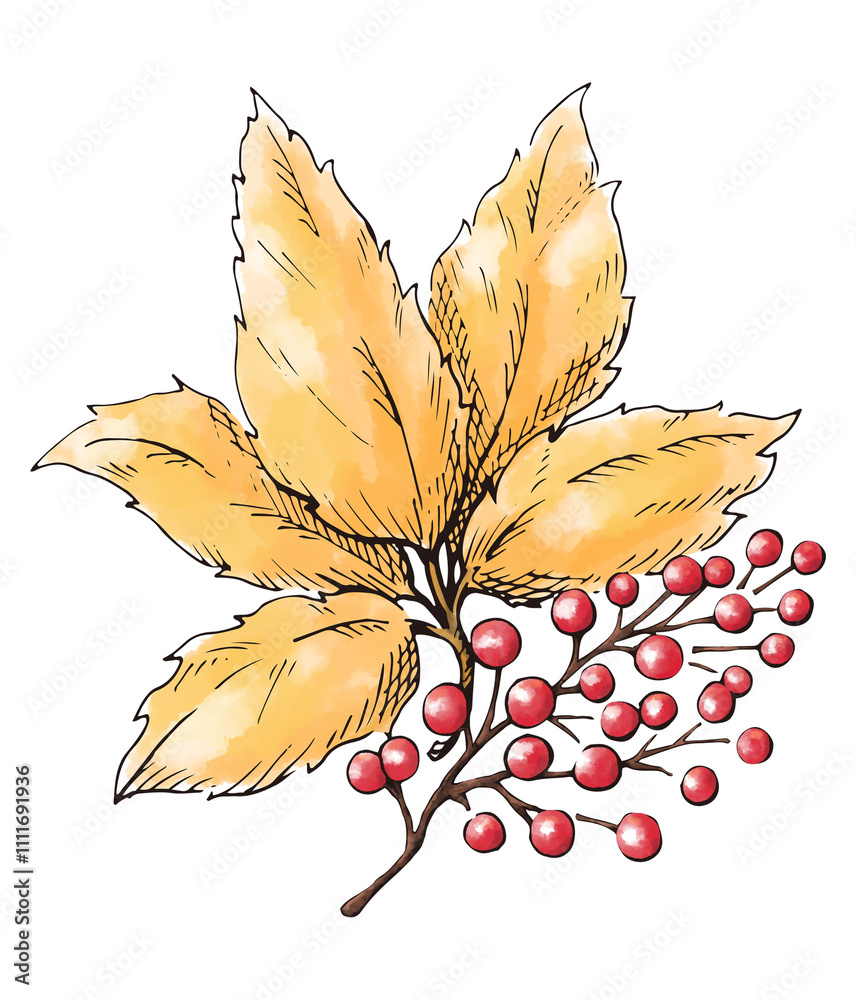 秋の紅葉と赤い実 銀杏の葉 秋から冬にかけての植物の水彩画 装飾用イラスト