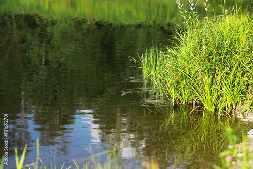 Serene Pond with Green Foliage Reflected on Calm Water Surface in Summer Landscape