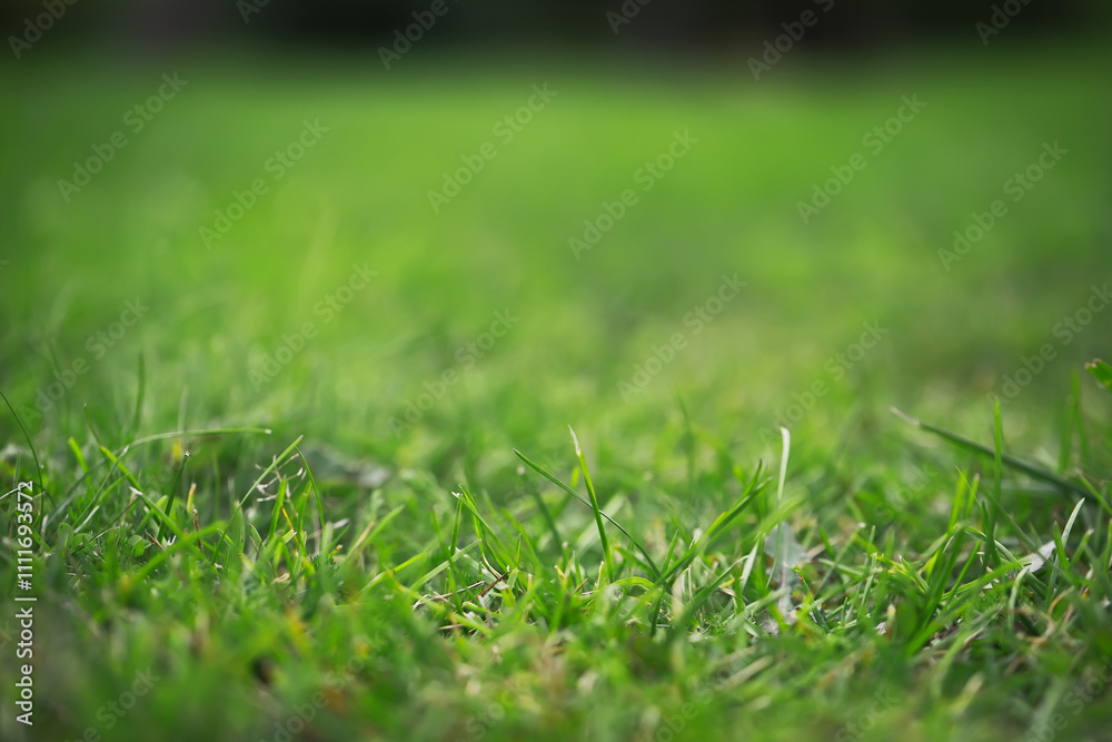 Close-Up of Lush Green Grass Blades in Sunlit Lawn - Nature, Fresh, Spring, Outdoor Background