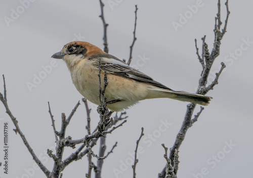 Averla capirossa (Lanius senator) photo