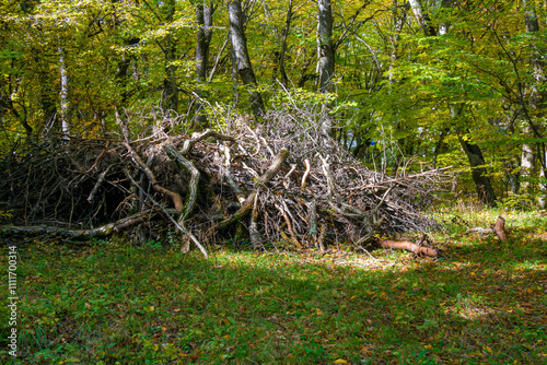 Morning sun. A pile of brushwood and tree trunks. Sun glare on green grass. Autumn colors