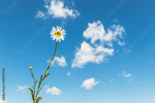 Single daisy flower on long stem against blue sky with white clouds. Minimalistic nature scene for design and print.