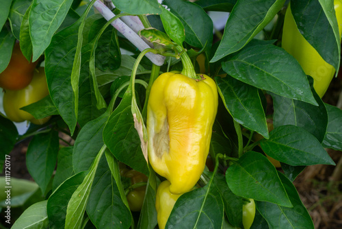 Deformed pepper crop on the bush due to high humidity in the greenhouse