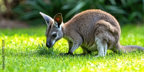 Red necked wallaby, also known as Bennett s wallaby, forages on grass. This red necked wallaby is actively engaged in eating delicious grass, showcasing its natural feeding behavior. photo