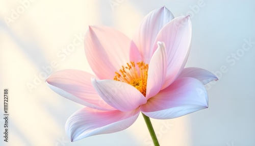 pink lotus flower