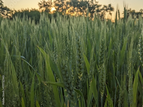 Crops of wheat ears. The photo was taken at the end of a warm summer day.
Ears of wheat, grain begins to gain weight and moderately ripeness in one of the generous fields of agrarians photo